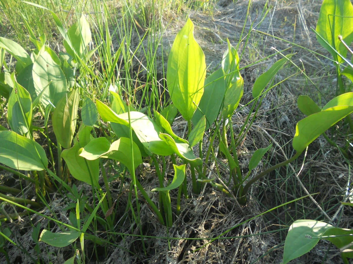 Image of Alisma plantago-aquatica specimen.