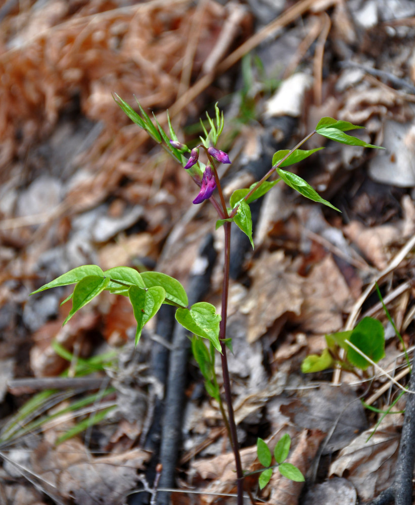 Изображение особи Lathyrus vernus.