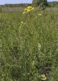 Bunias orientalis