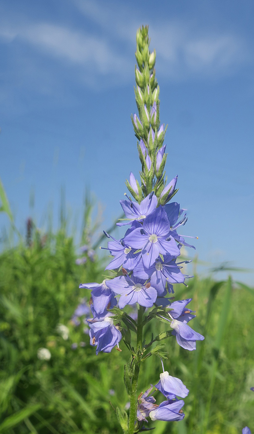 Image of Veronica teucrium specimen.