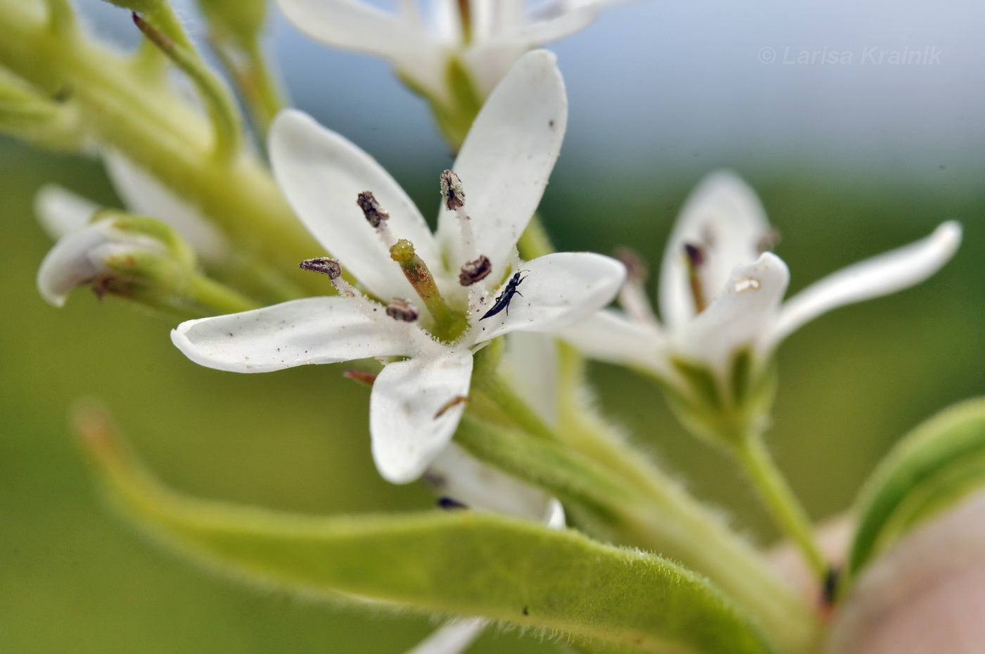 Изображение особи Lysimachia barystachys.