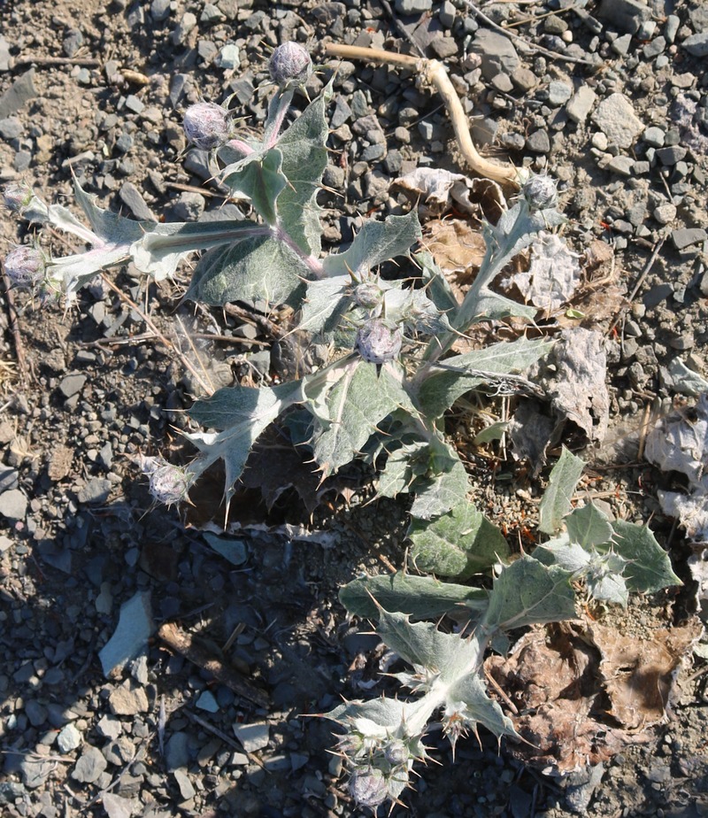 Изображение особи семейство Asteraceae.