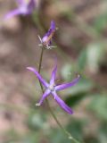 Cylindrocarpa sewerzowii