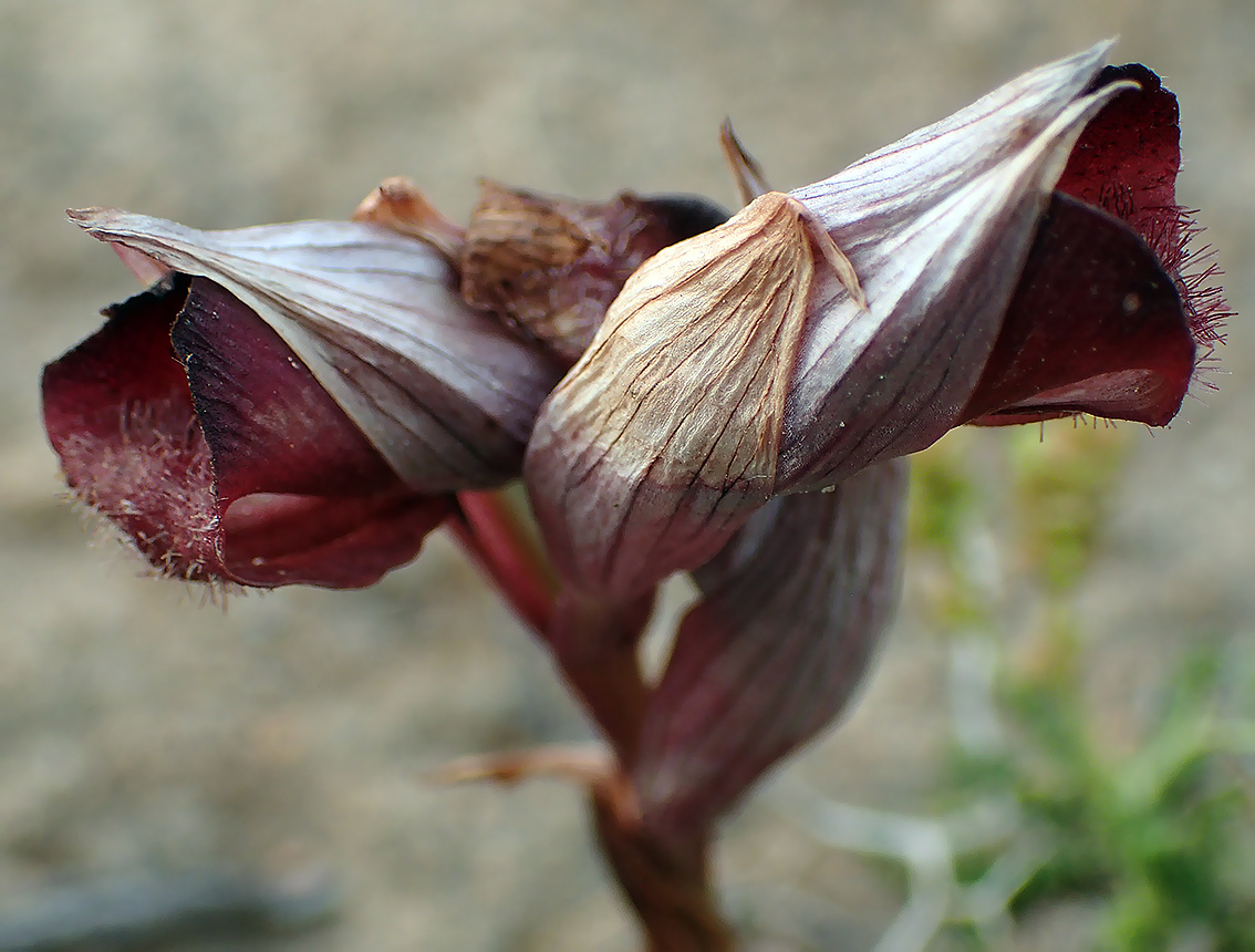 Image of Serapias cordigera specimen.