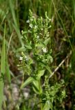 Veronica anagalloides