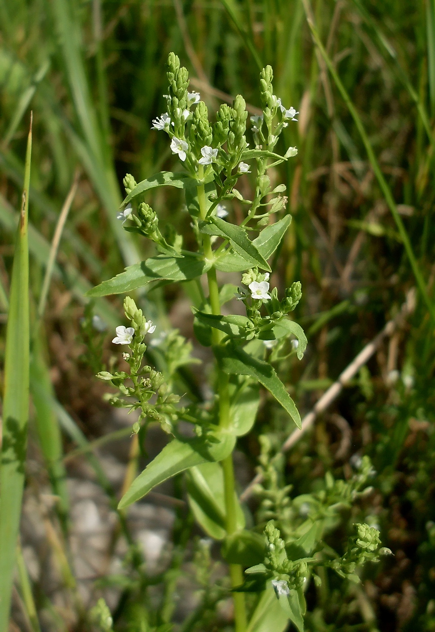 Image of Veronica anagalloides specimen.