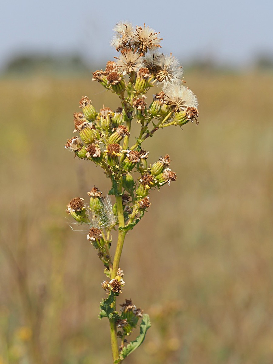 Изображение особи Senecio paucifolius.