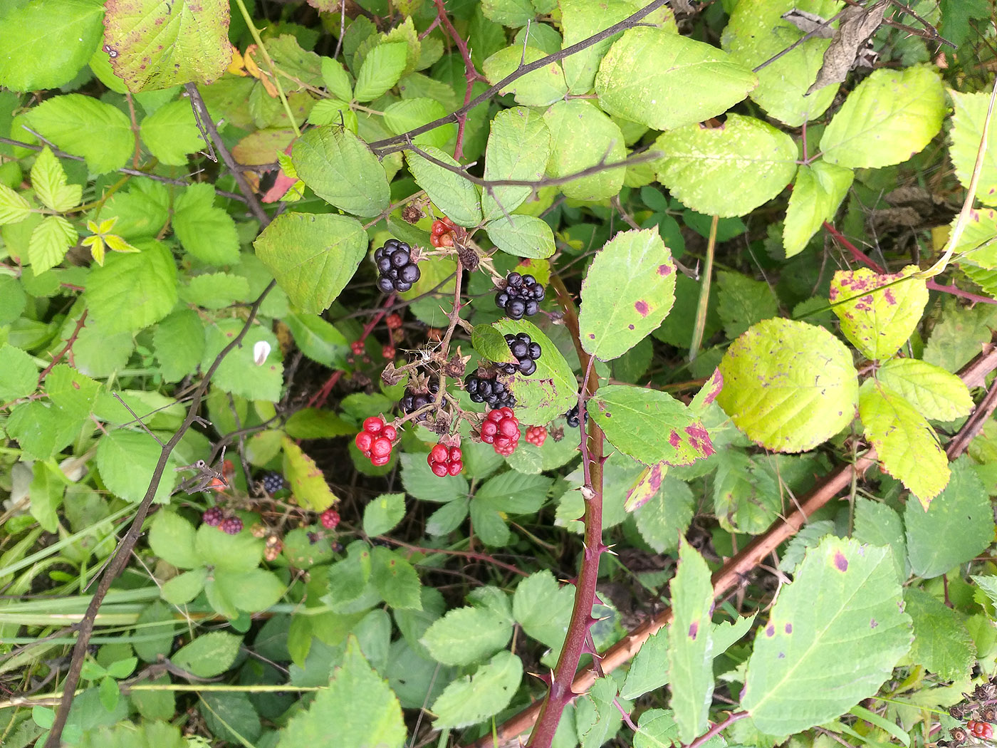 Image of Rubus procerus specimen.