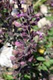 Teucrium chamaedrys. Соцветие. Крым, окр. пос. Краснокаменка, подножие скалы Красный Камень. 14.07.2021.