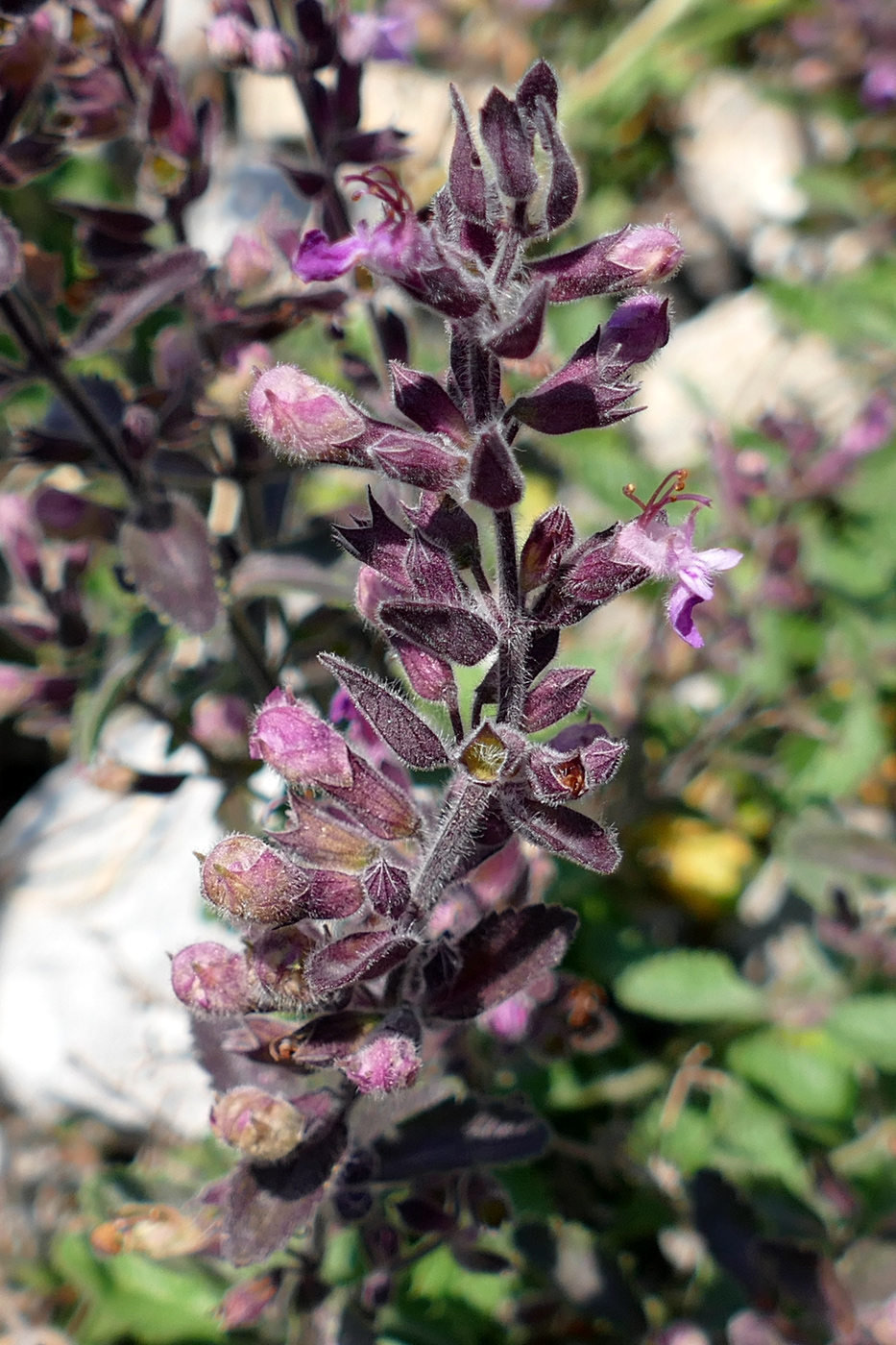 Image of Teucrium chamaedrys specimen.