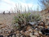 Oxytropis tragacanthoides