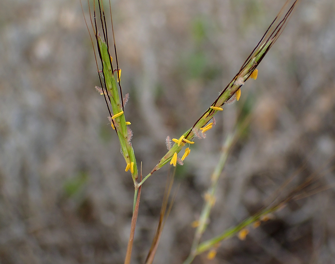 Image of Hyparrhenia hirta specimen.