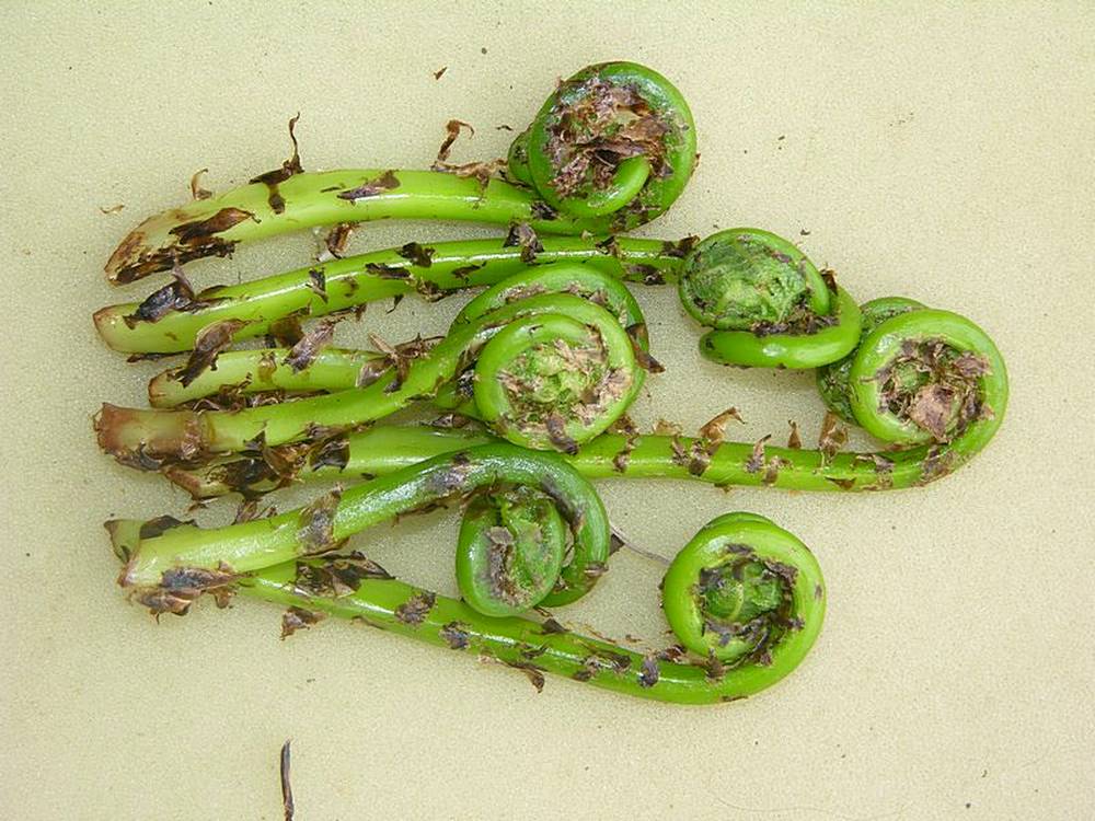 Image of Dryopteris expansa specimen.