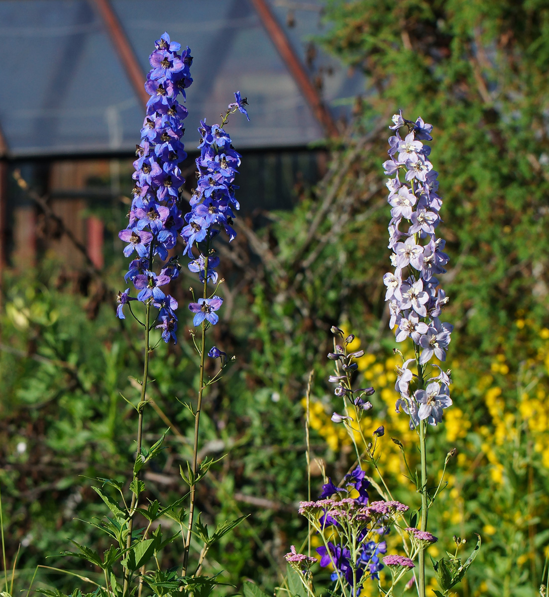 Изображение особи Delphinium elatum.