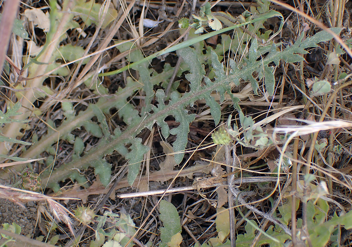 Image of Hymenonema graecum specimen.