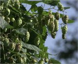 Humulus lupulus