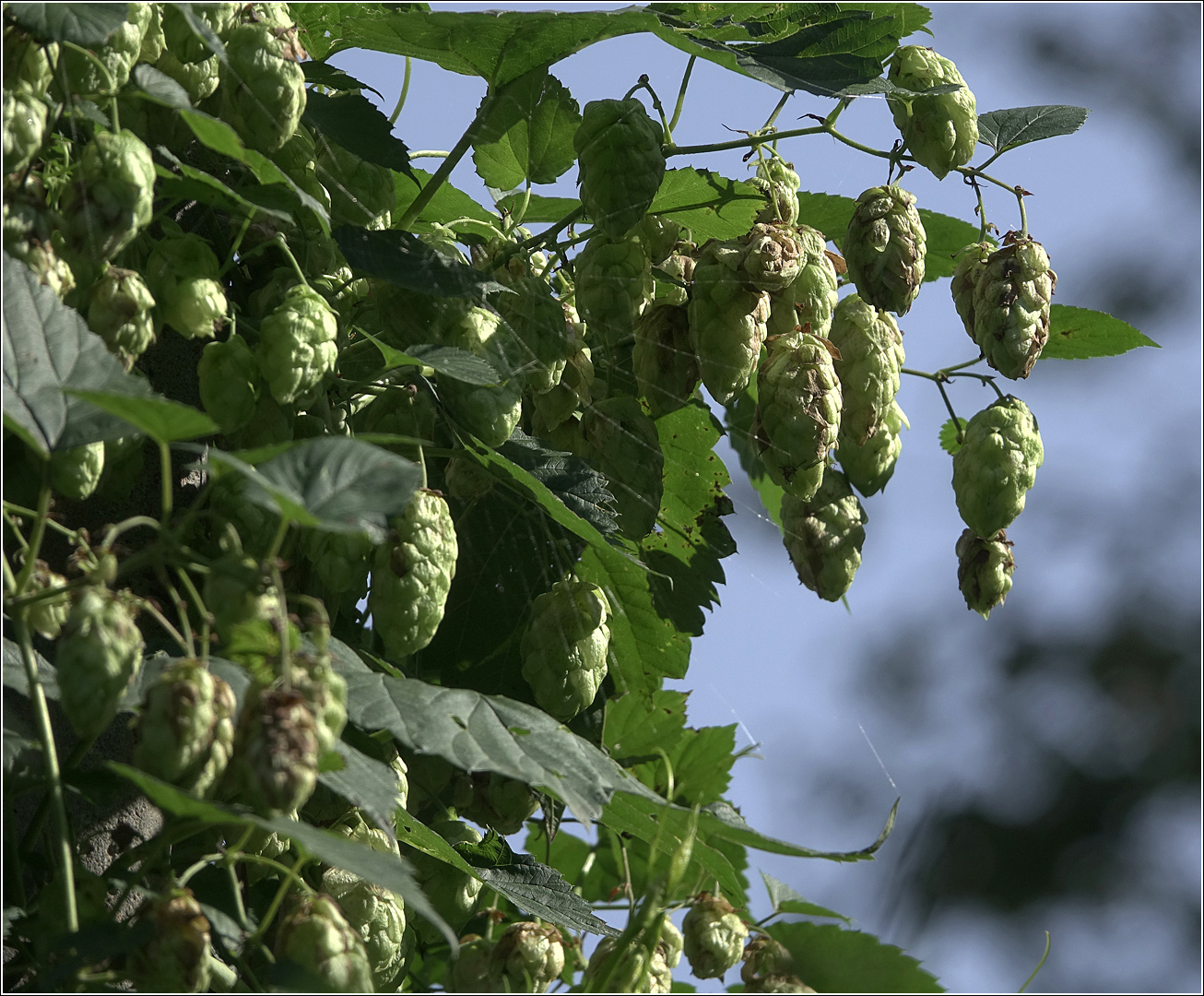 Image of Humulus lupulus specimen.