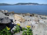 Senecio pseudoarnica. Цветущие растения. Магадан, побережье бухты Гертнера, среди камней. 25.07.2020.