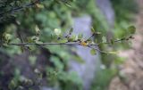 род Betula