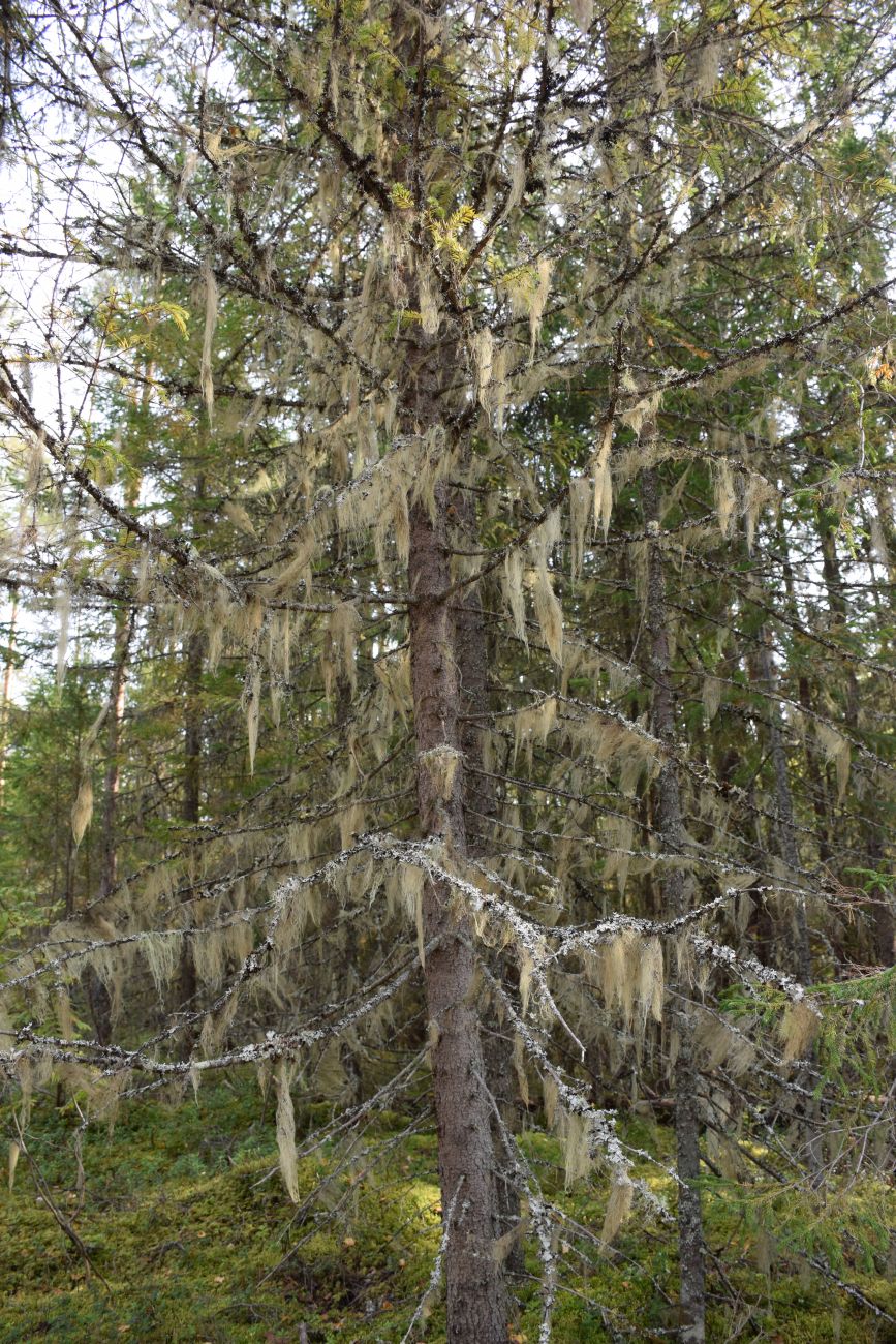 Image of Picea abies specimen.