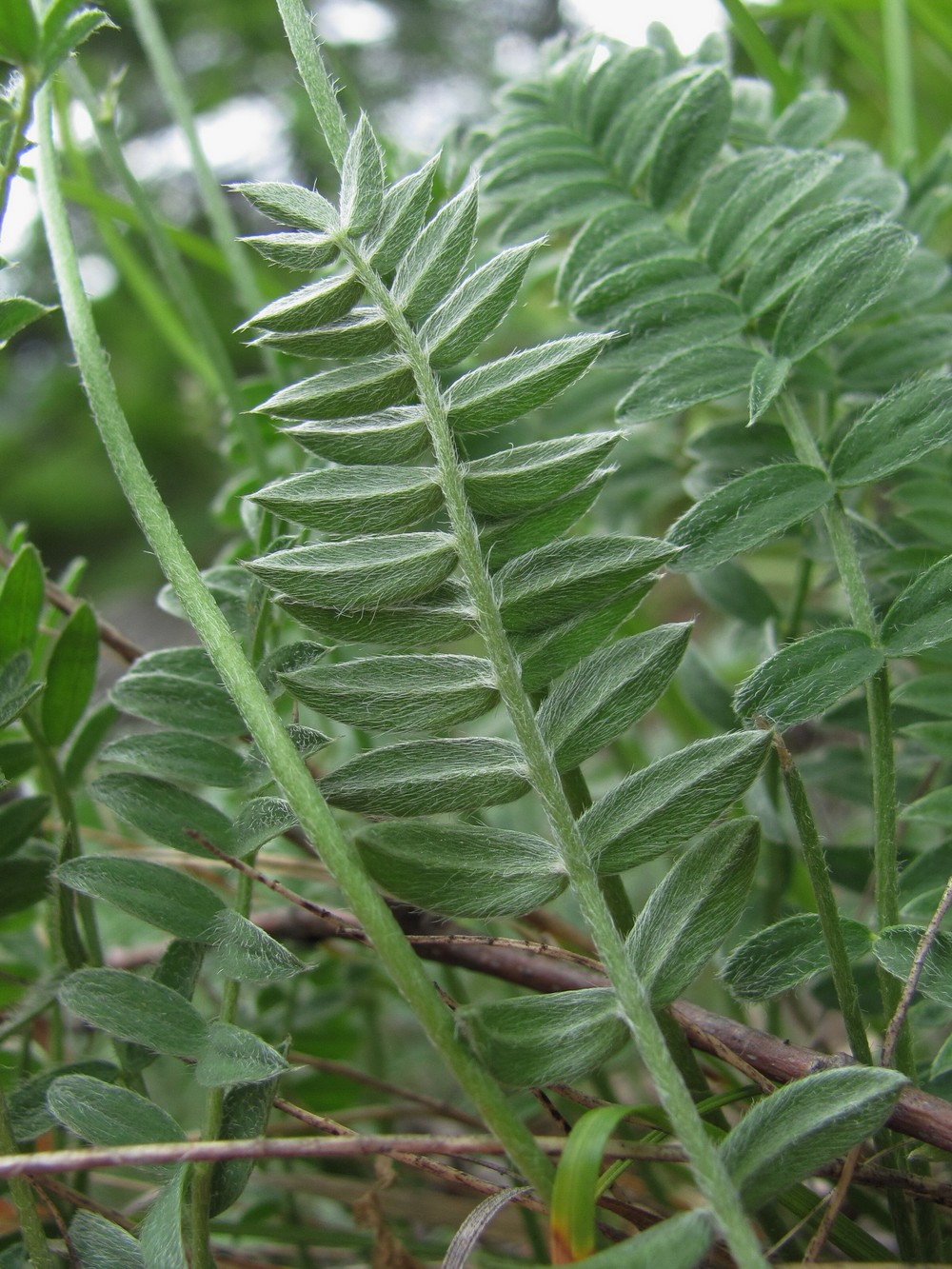 Image of Oxytropis owerinii specimen.