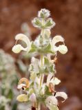 Salvia dominica. Верхушка соцветия. Израиль, к СЗ от г. Арад, в ложбинке стока среди опустыненной каменистой фриганы. 01.02.2022.