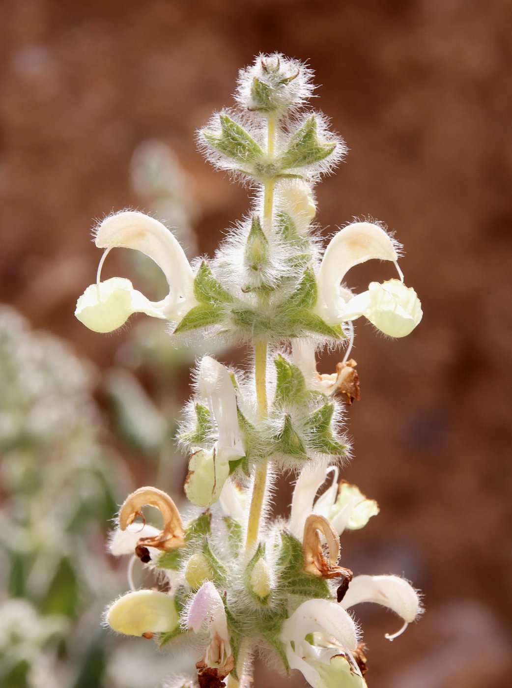 Image of Salvia dominica specimen.