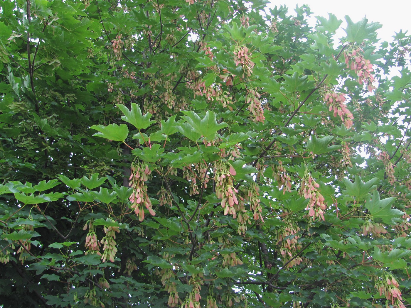 Image of Acer pseudoplatanus specimen.