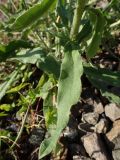 Echium vulgare