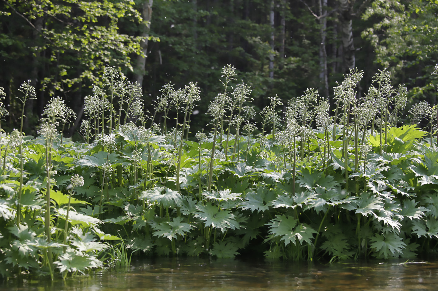 Изображение особи Petasites tatewakianus.