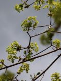 Acer platanoides