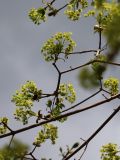 Acer platanoides. Соцветия на верхушках веток. Томская обл., г. Томск, Академгородок, в культуре. 16.05.2022.