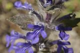 Ajuga multiflora. Цветок. Приморский край, Уссурийский гор. округ, окр. с. Монакино, поляна в широколиственном лесу. 15.05.2022.