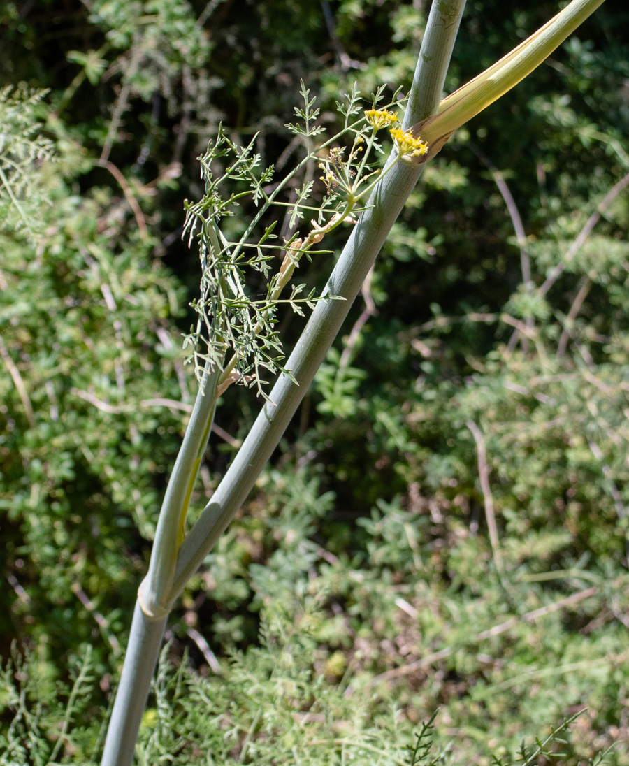 Image of Ferula tingitana specimen.