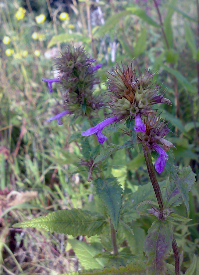 Image of Betonica betoniciflora specimen.