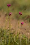 Dianthus andrzejowskianus. Верхушки цветущих растений. Ростовская обл., Белокалитвинский р-н, окр. хут. Какичев, степной каменистый склон. 28.05.2022.