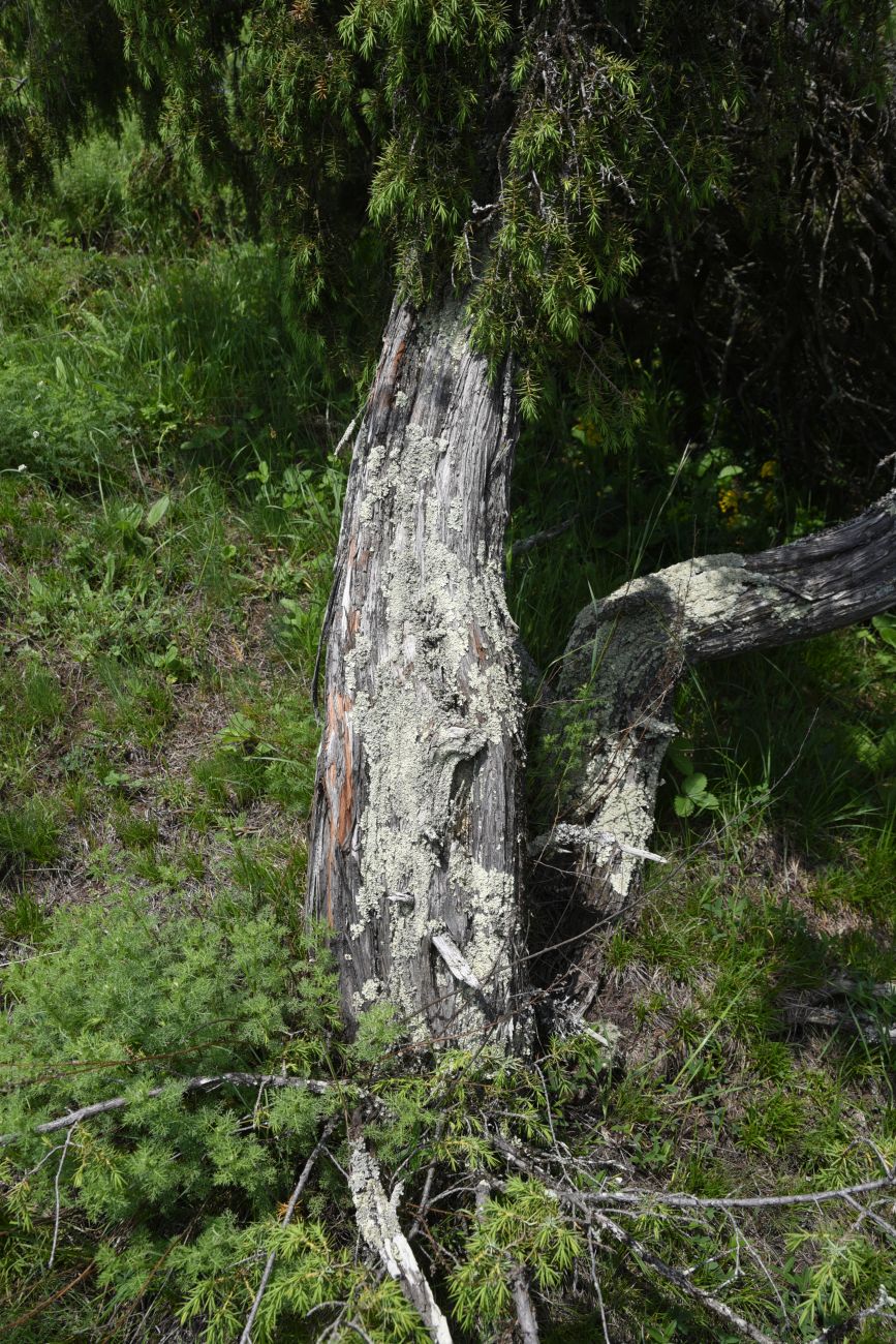 Изображение особи Juniperus oblonga.