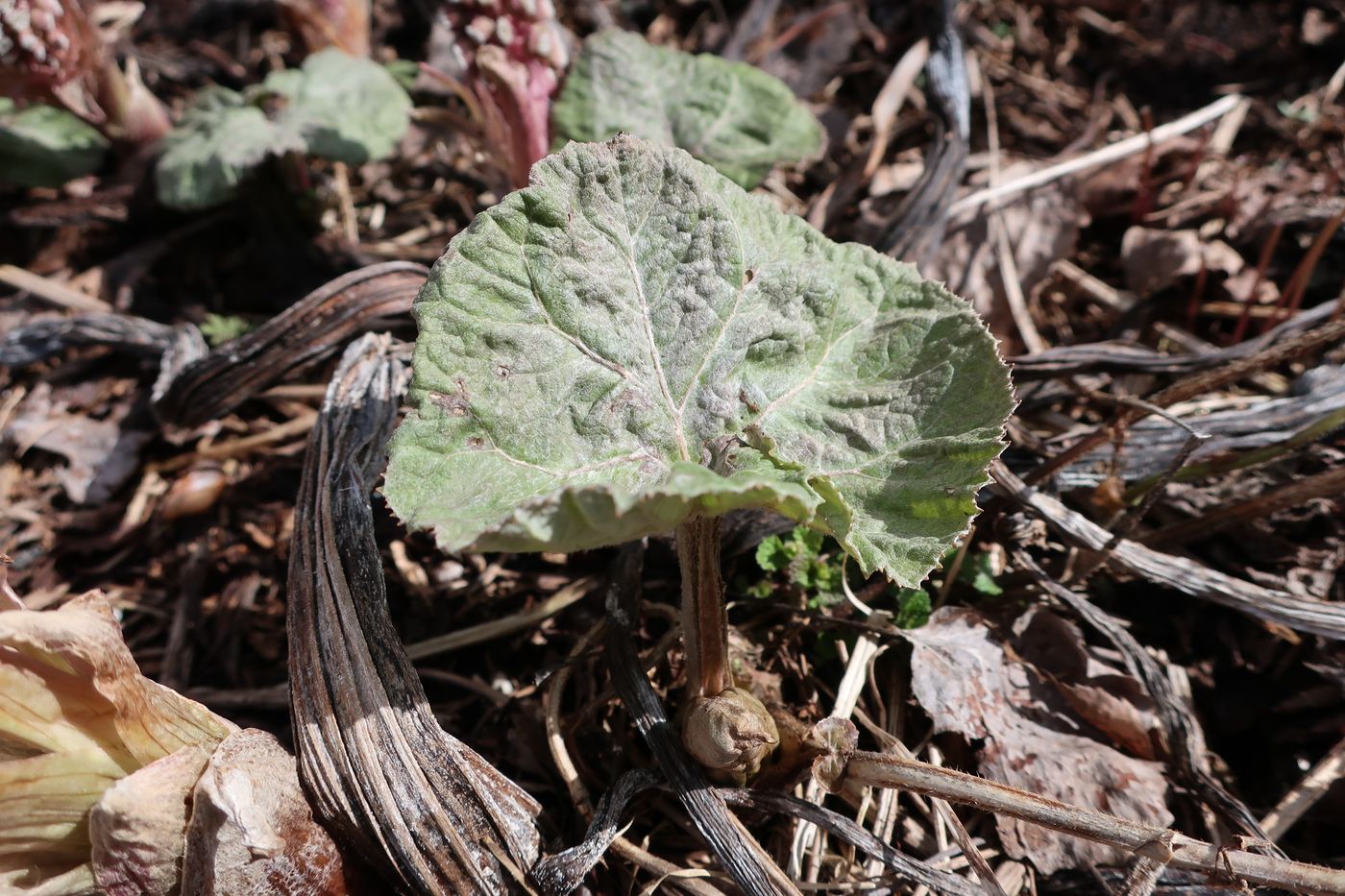 Image of Petasites hybridus specimen.