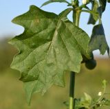 род Solanum. Лист. Тульская обл., Плавский р-н, окр. пос. Молочные Дворы, дачный участок. 24.08.2022.