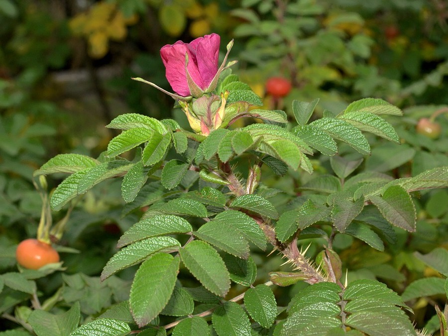 Image of Rosa rugosa specimen.