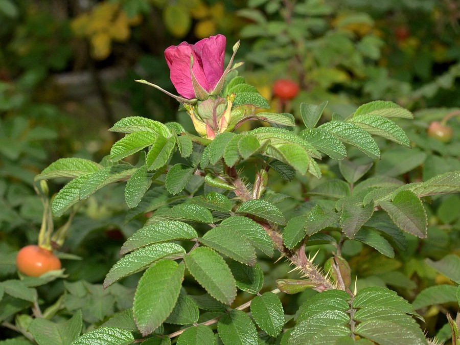 Изображение особи Rosa rugosa.