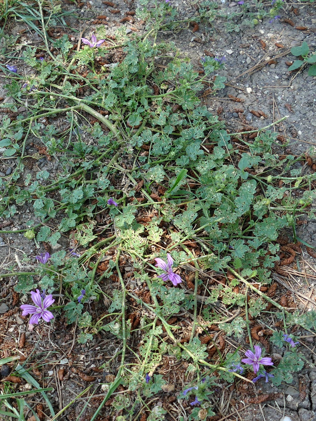 Изображение особи Malva sylvestris.