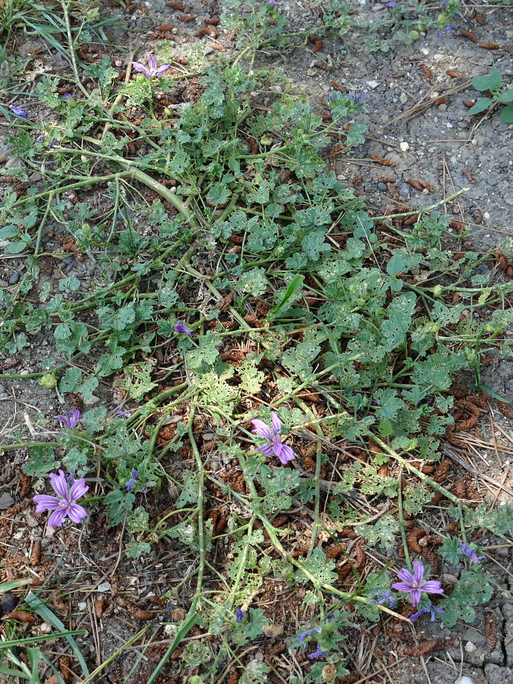 Image of Malva sylvestris specimen.