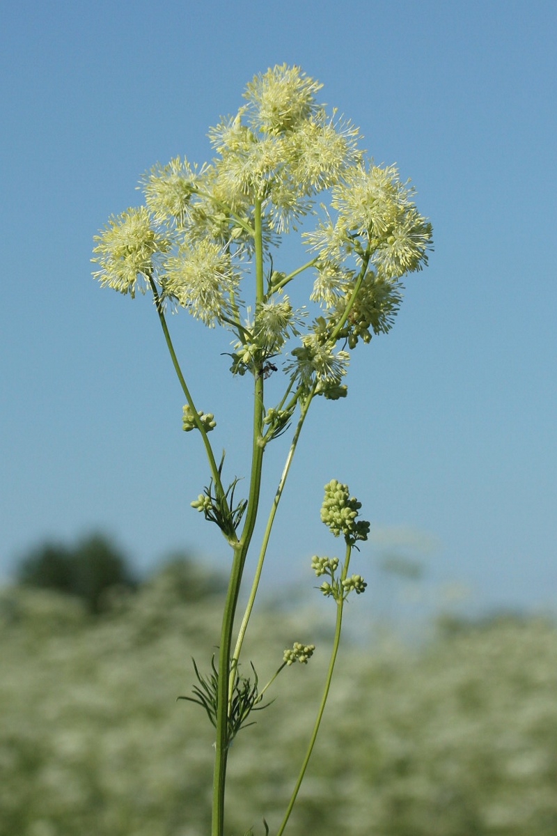 Изображение особи Thalictrum lucidum.