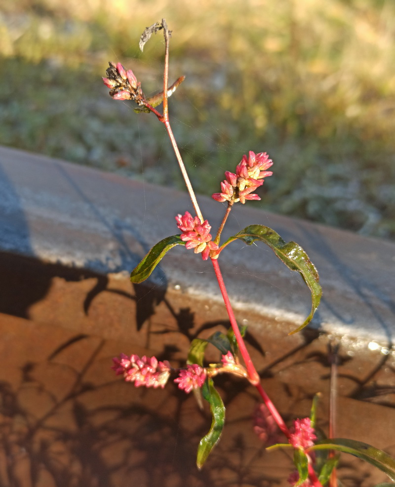 Изображение особи род Persicaria.