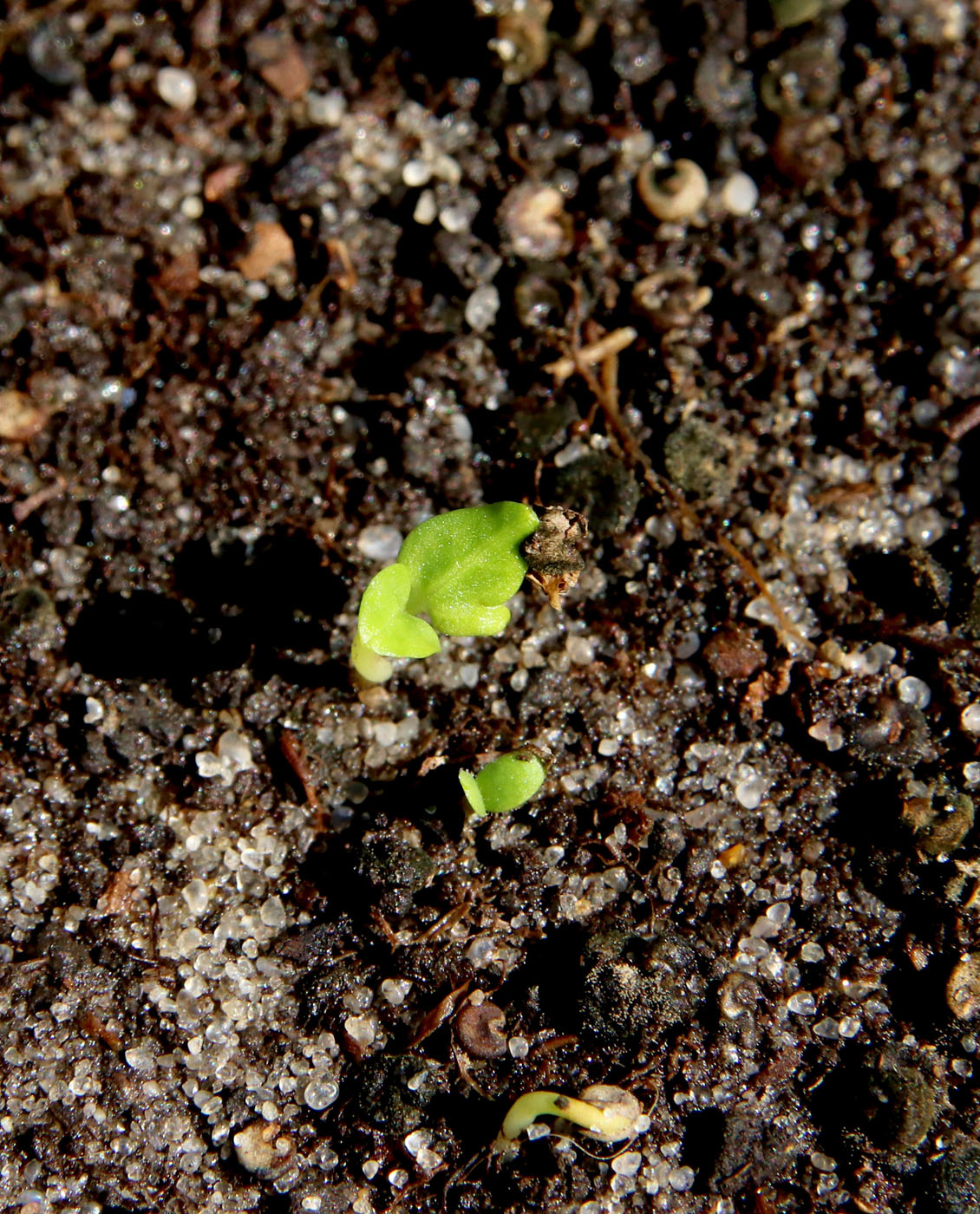 Image of Malva moschata specimen.