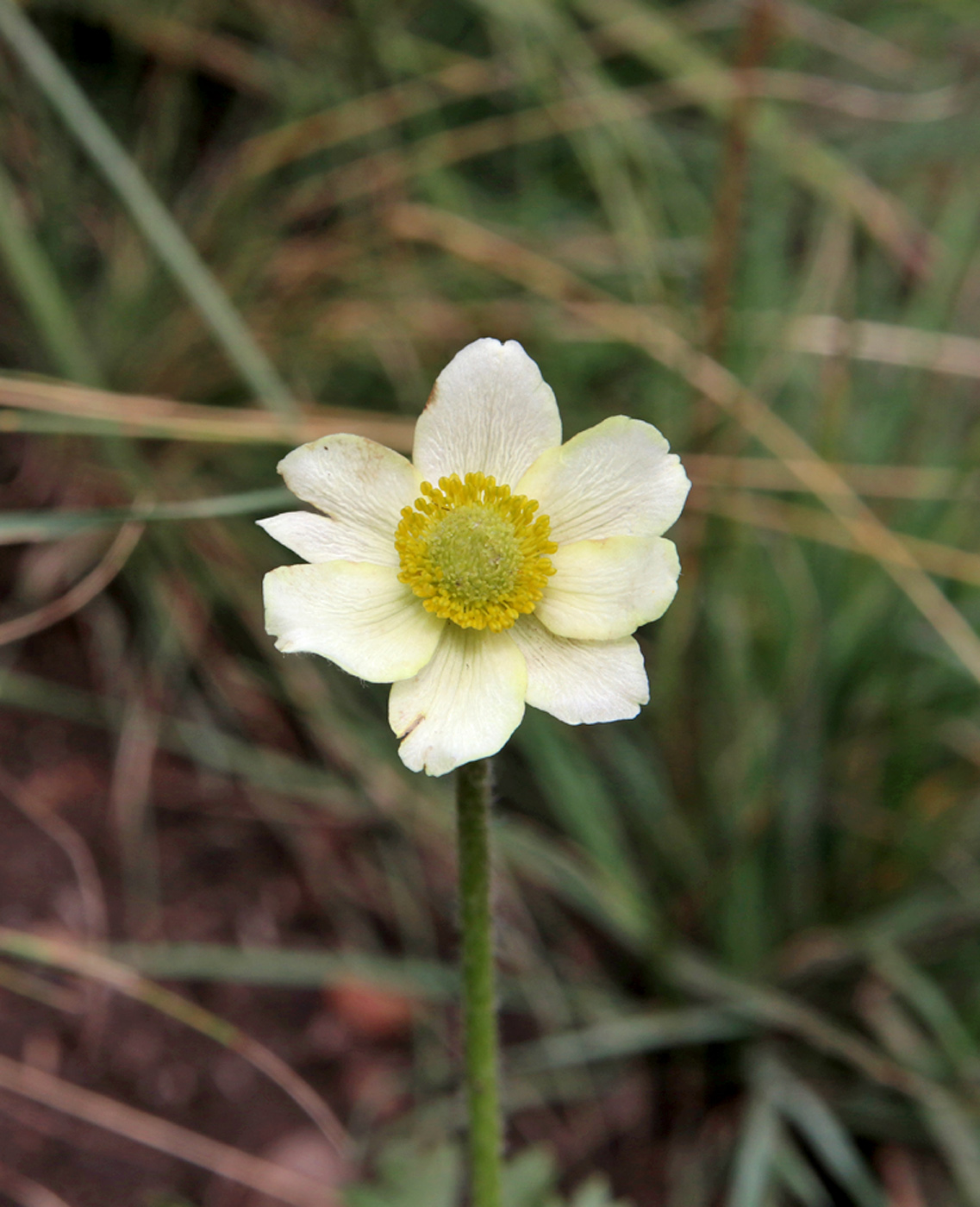 Изображение особи Anemone multifida.