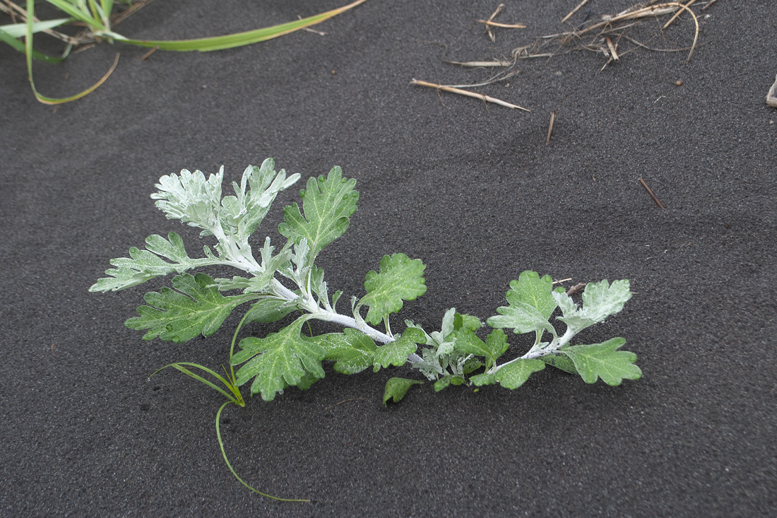 Image of Artemisia stelleriana specimen.