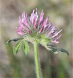 Trifolium hirtum