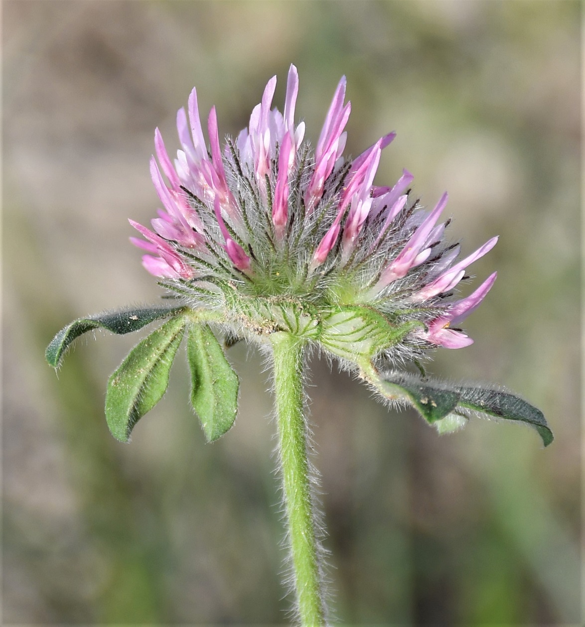 Изображение особи Trifolium hirtum.